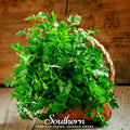 Italian Parsley – 200 Seeds | | Wiccan Center