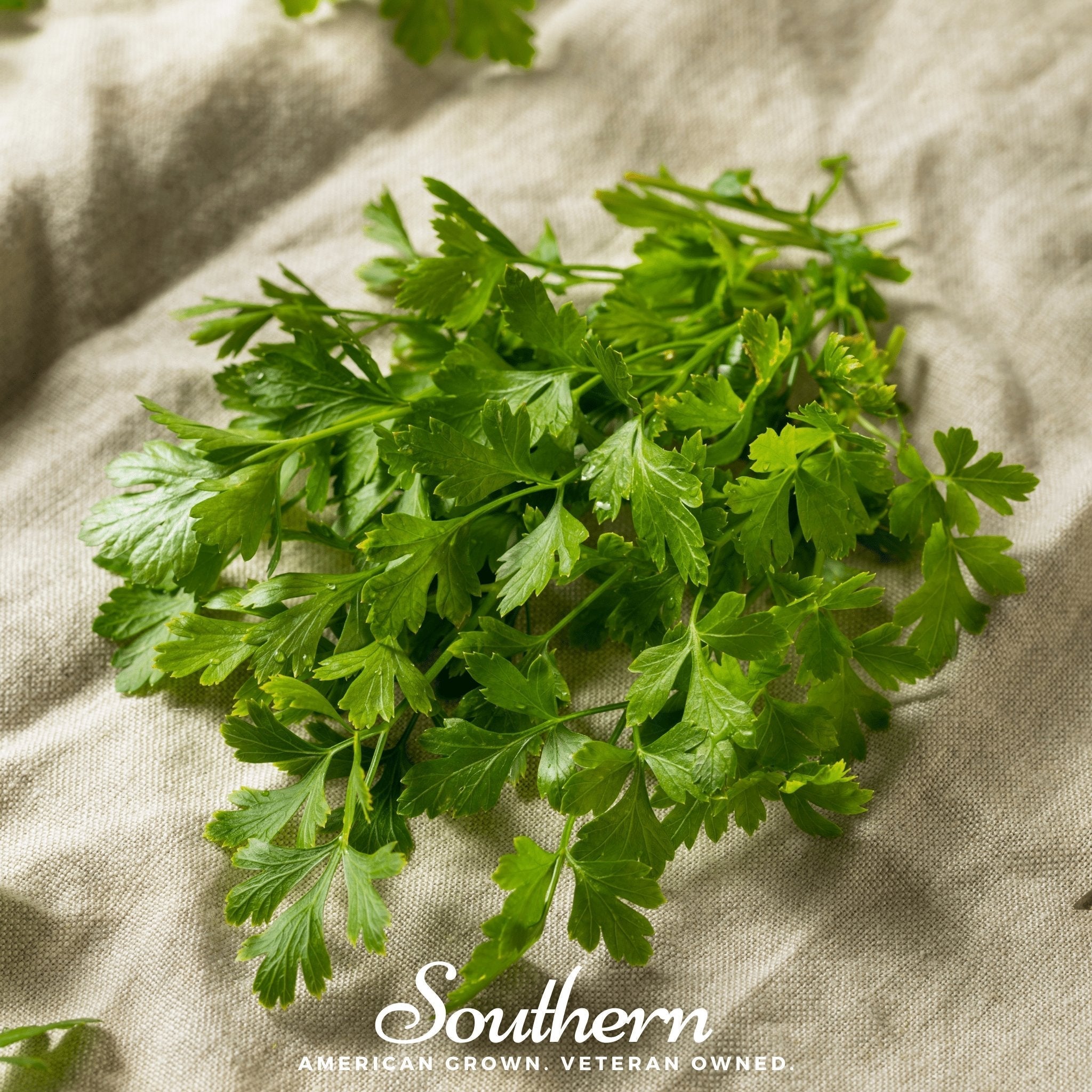 Italian Parsley – 200 Seeds | | Wiccan Center