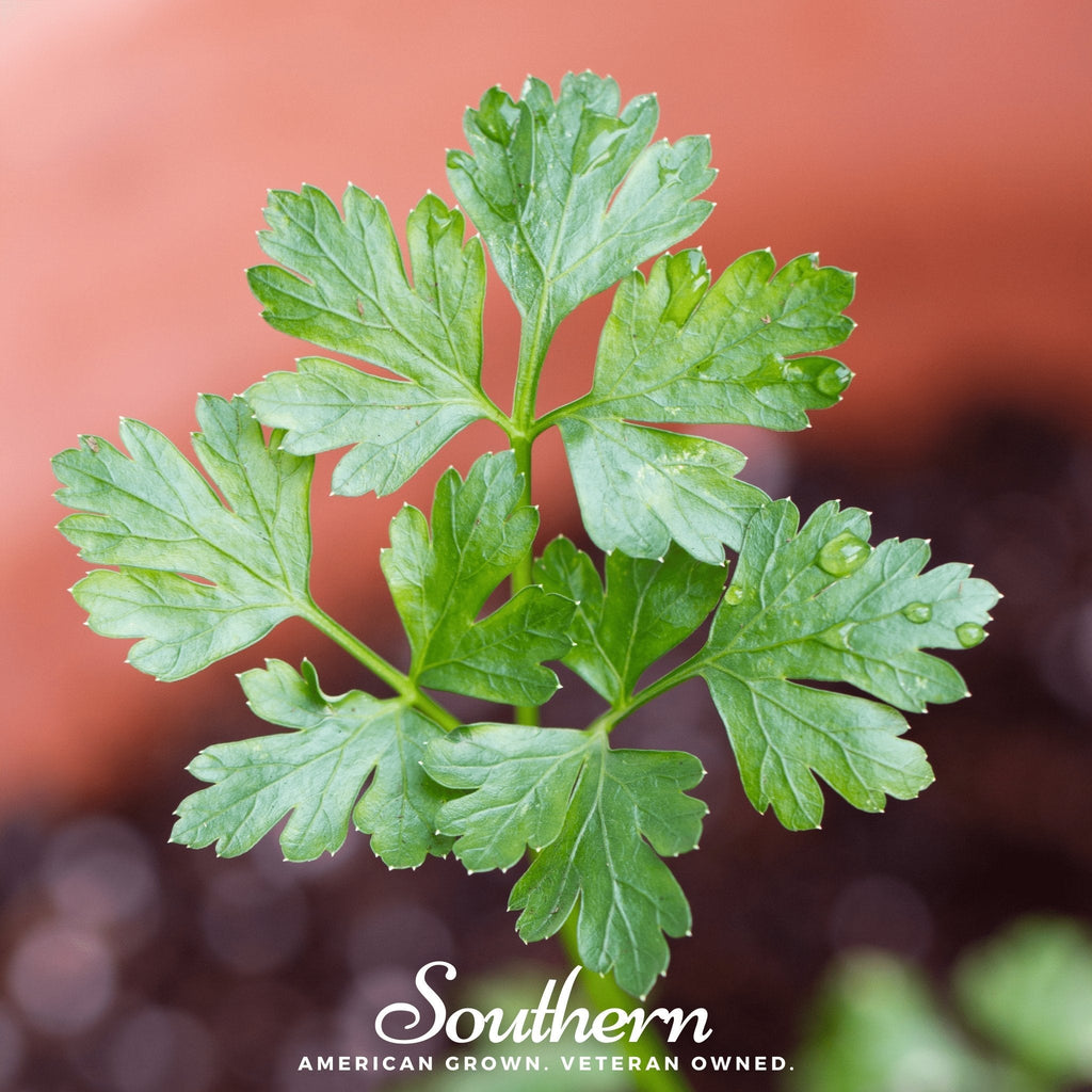 Italian Parsley – 200 Seeds | | Wiccan Center