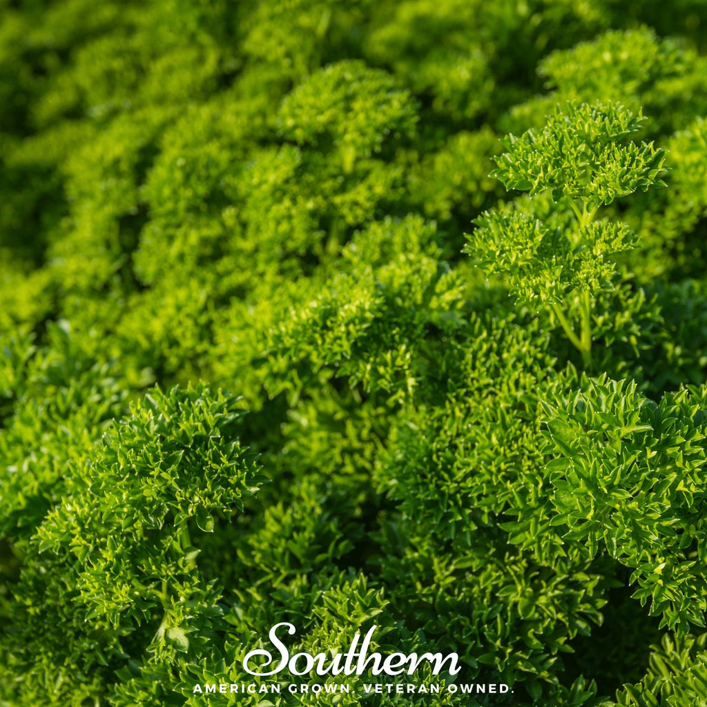 Triple Curled Parsley – 200 Seeds | | Wiccan Center