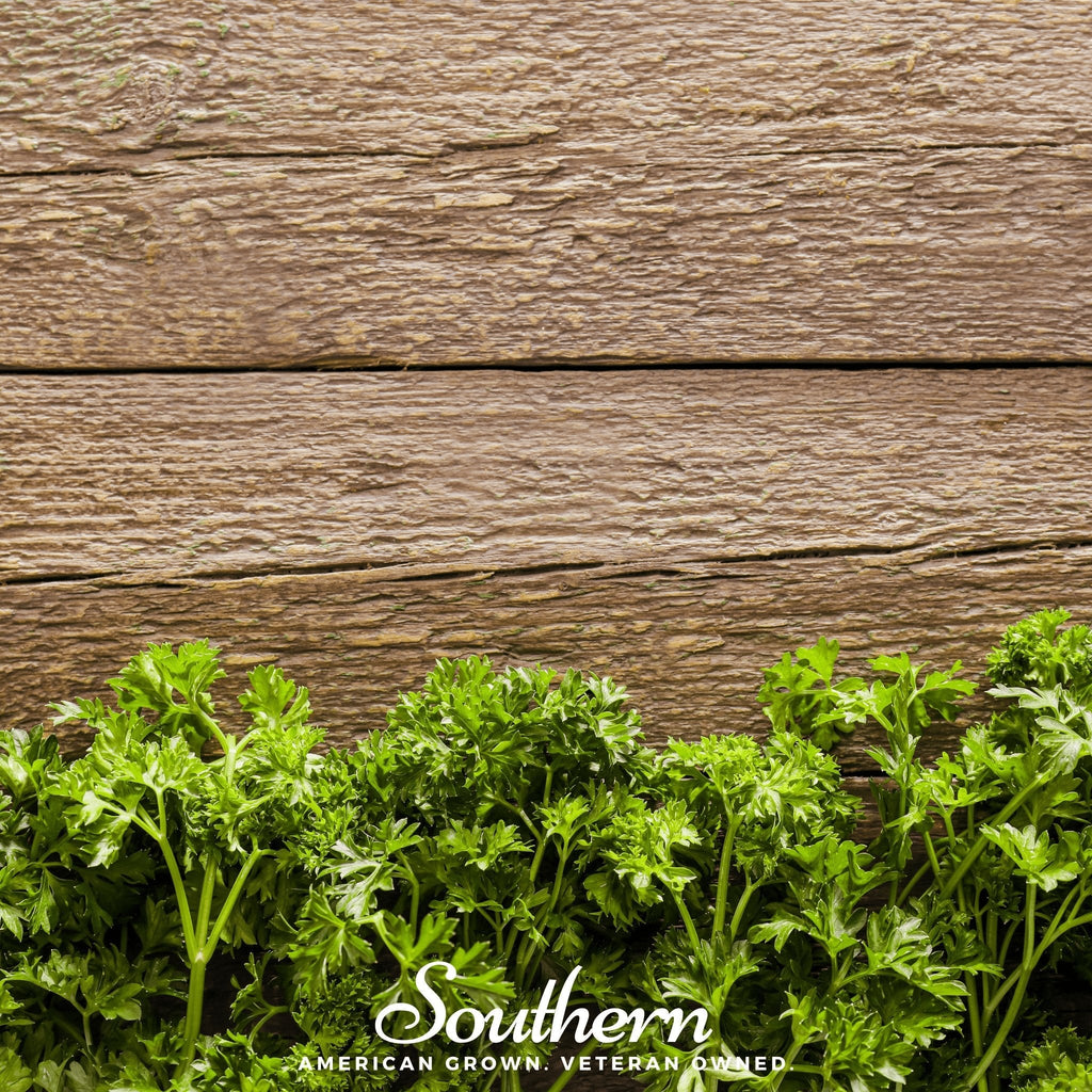 Triple Curled Parsley – 200 Seeds | | Wiccan Center