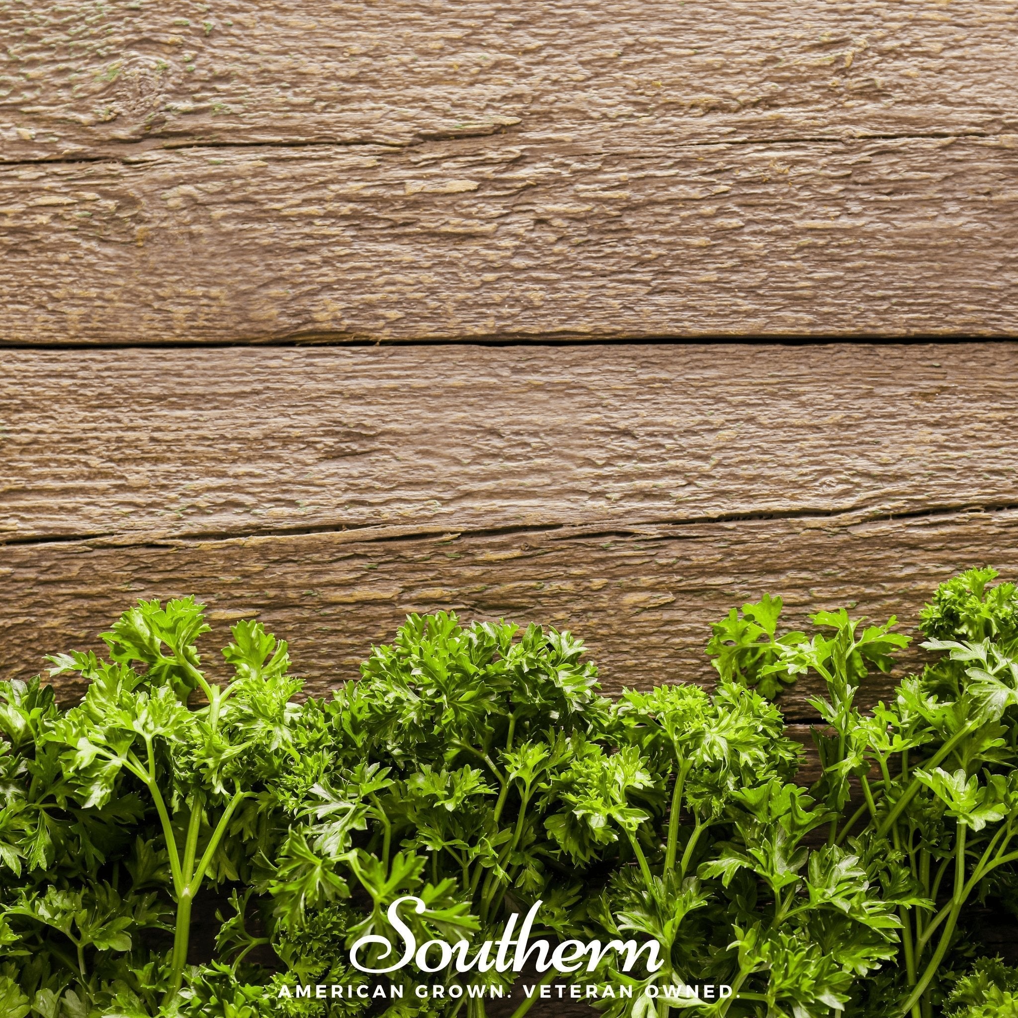 Triple Curled Parsley – 200 Seeds | | Wiccan Center