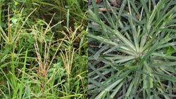 HIERBA PATA DE GALLINA | Herbs | Wiccan Center