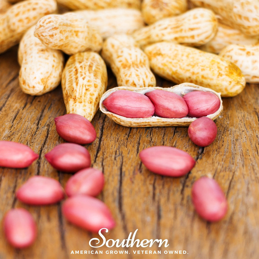 Tennessee Red Peanuts – 10 Seeds | Seeds | Wiccan Center