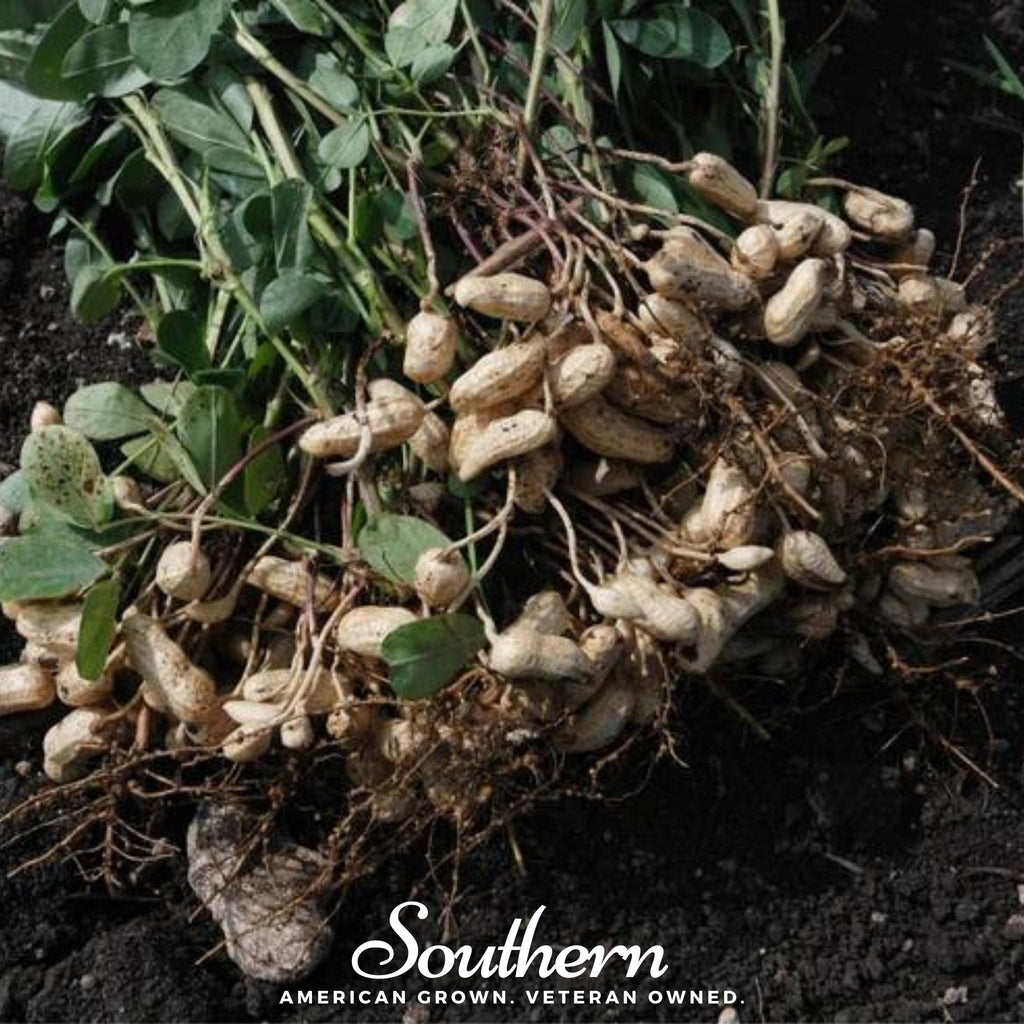 Tennessee Red Peanuts – 10 Seeds | Seeds | Wiccan Center