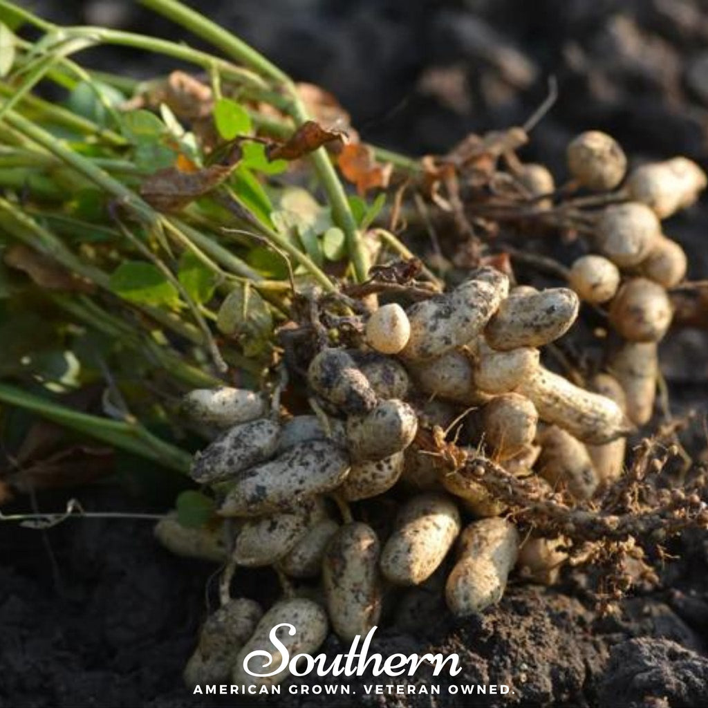 Tennessee Red Peanuts – 10 Seeds | Seeds | Wiccan Center