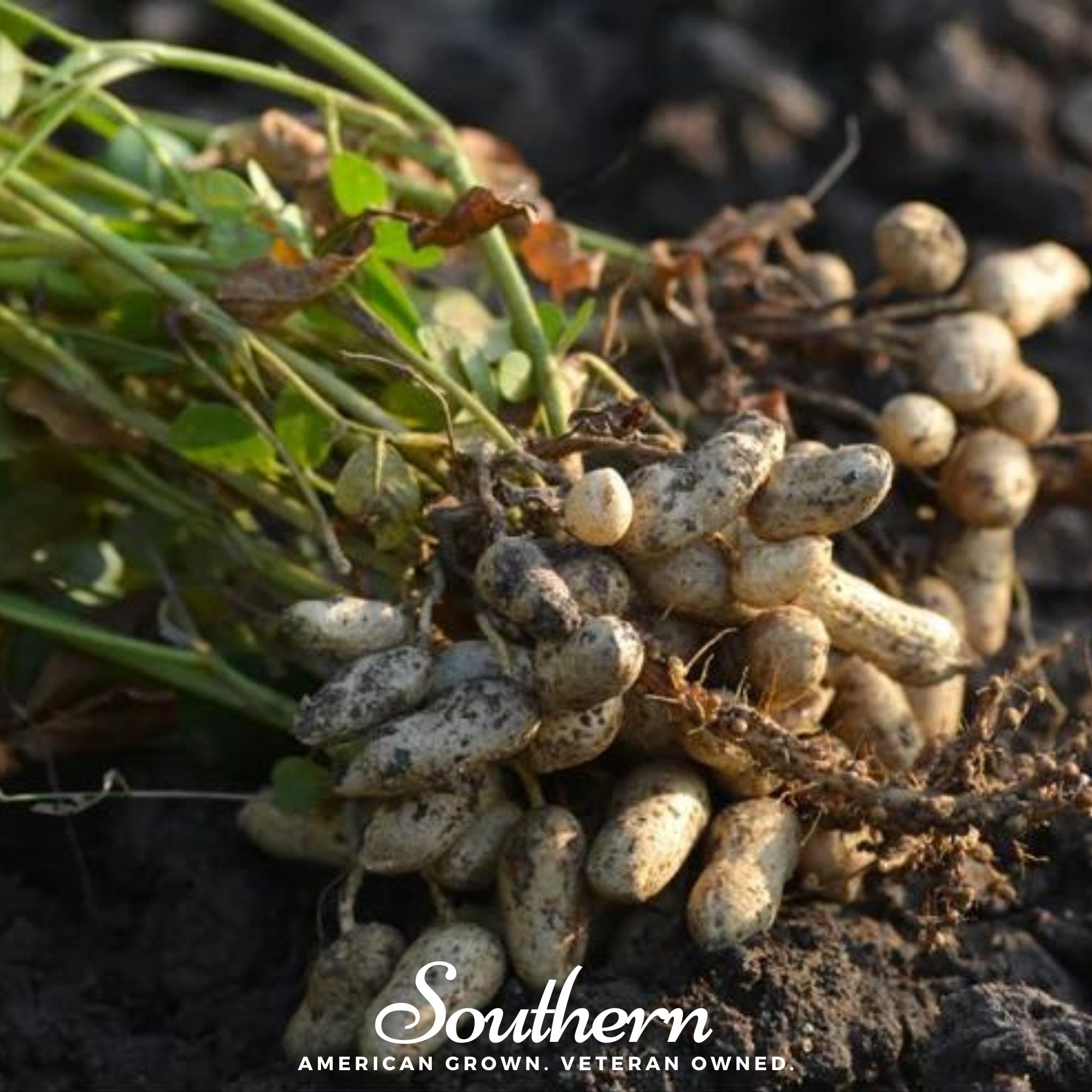 Tennessee Red Peanuts – 10 Seeds | Seeds | Wiccan Center