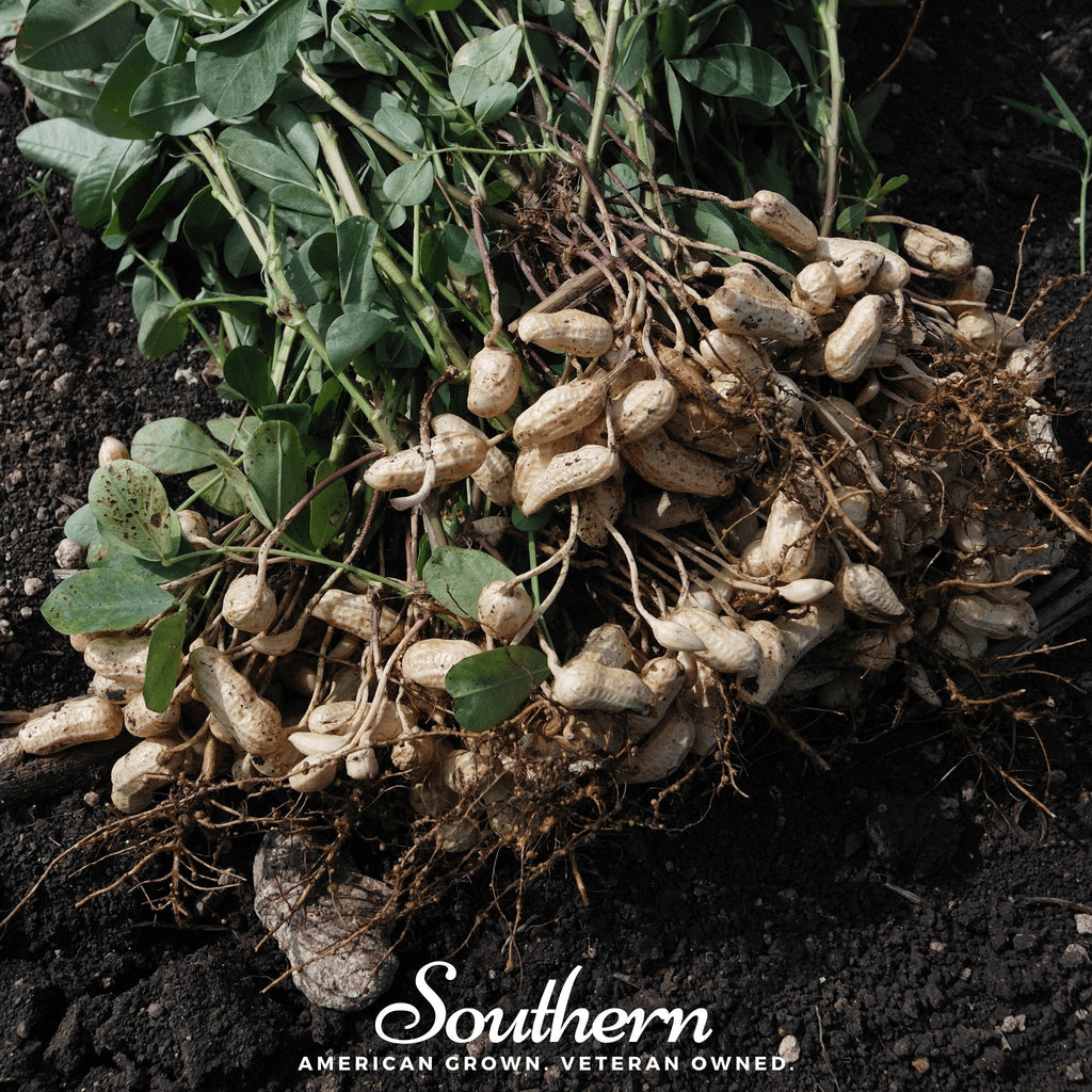 Virginia Jumbo Peanuts – 10 Seeds | | Wiccan Center