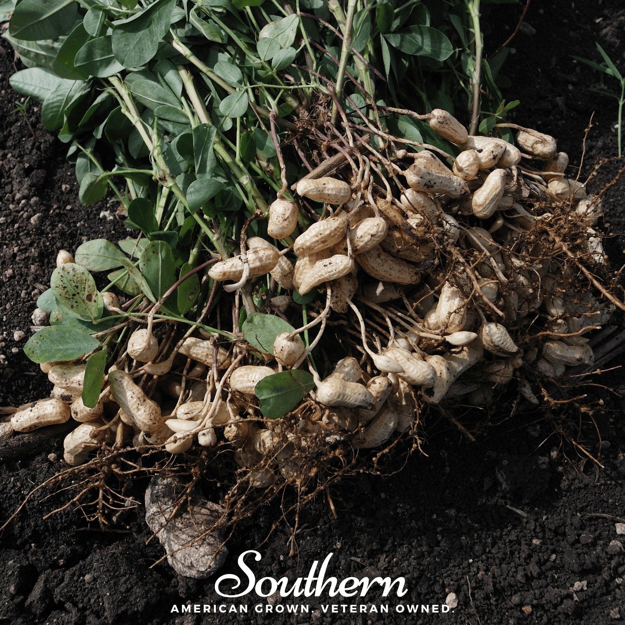 Virginia Jumbo Peanuts – 10 Seeds | | Wiccan Center