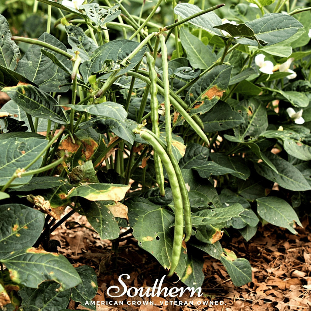 California Blackeye Peas – 20 Seeds | | Wiccan Center