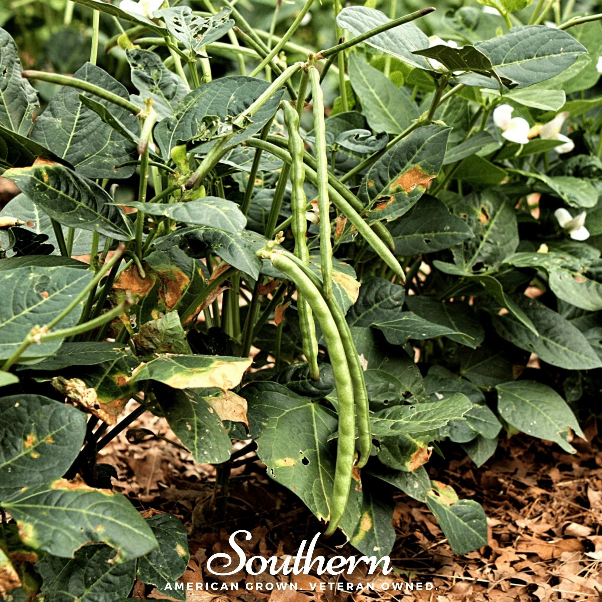 California Blackeye Peas – 20 Seeds | | Wiccan Center