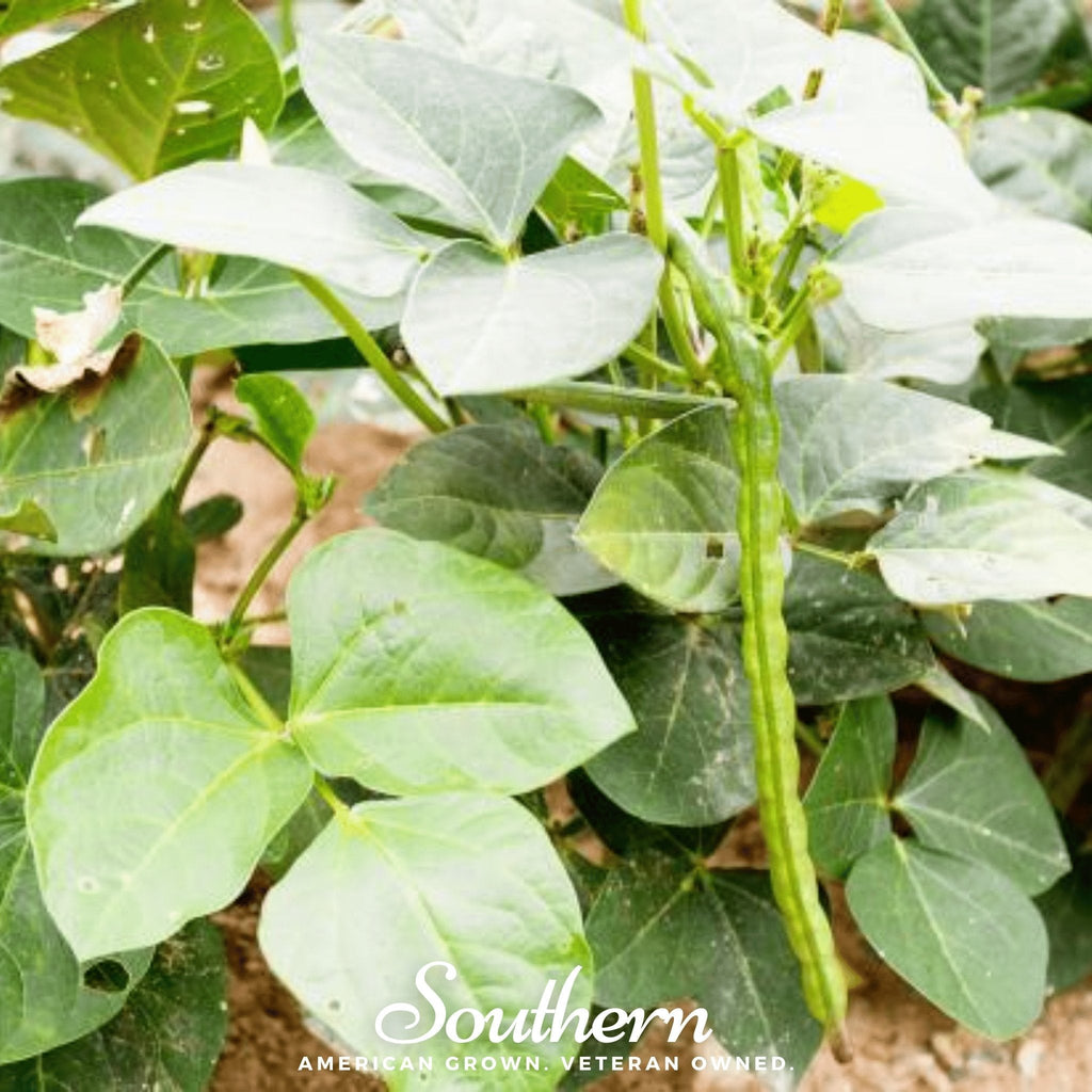 California Blackeye Peas – 20 Seeds | | Wiccan Center