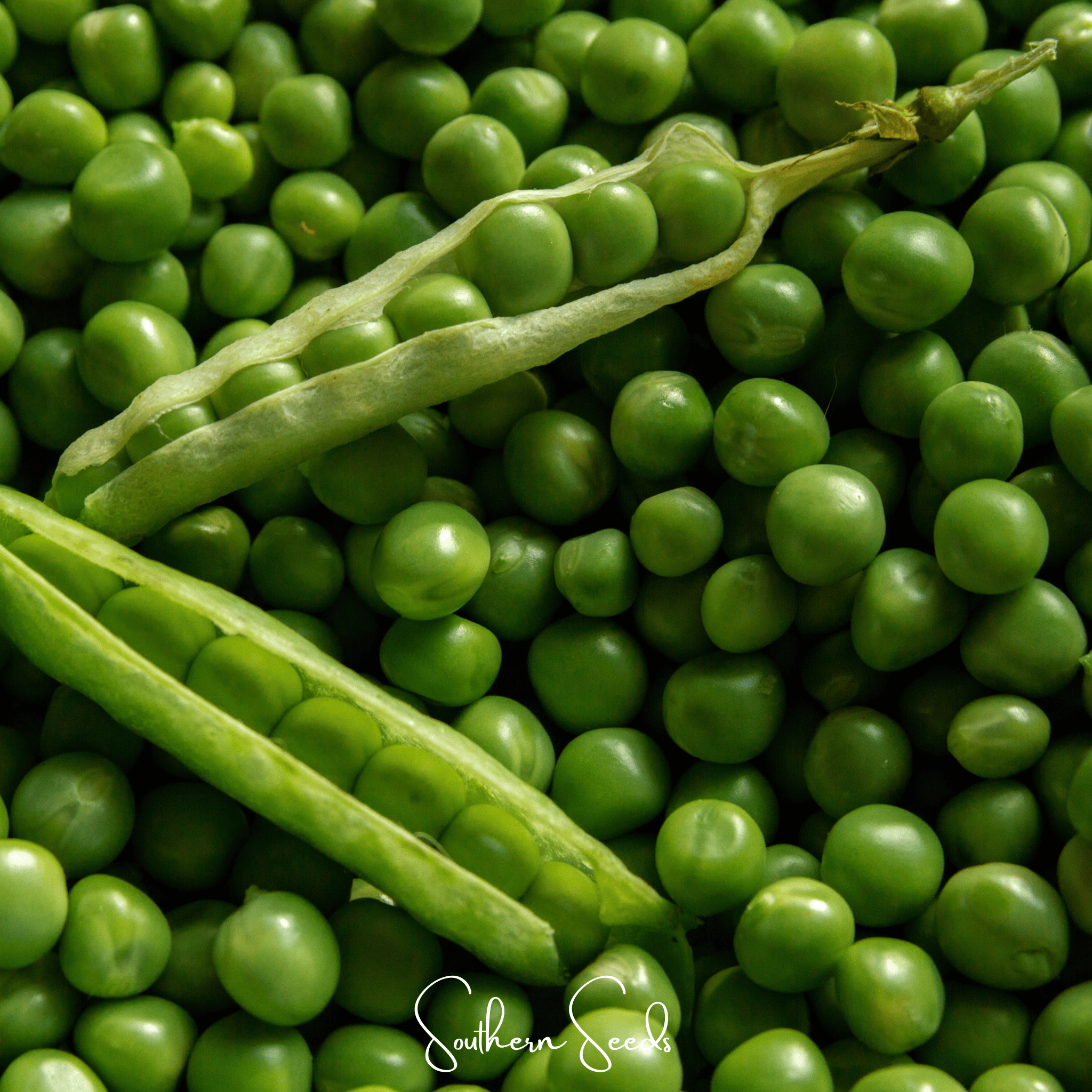 Early Frosty Peas – 25 Seeds | Seeds | Wiccan Center