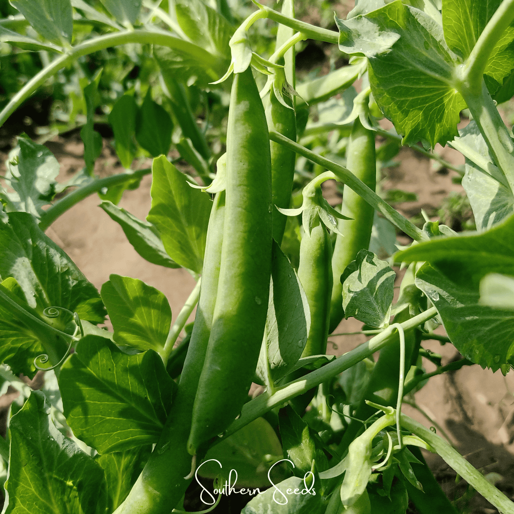 Early Frosty Peas – 25 Seeds | Seeds | Wiccan Center
