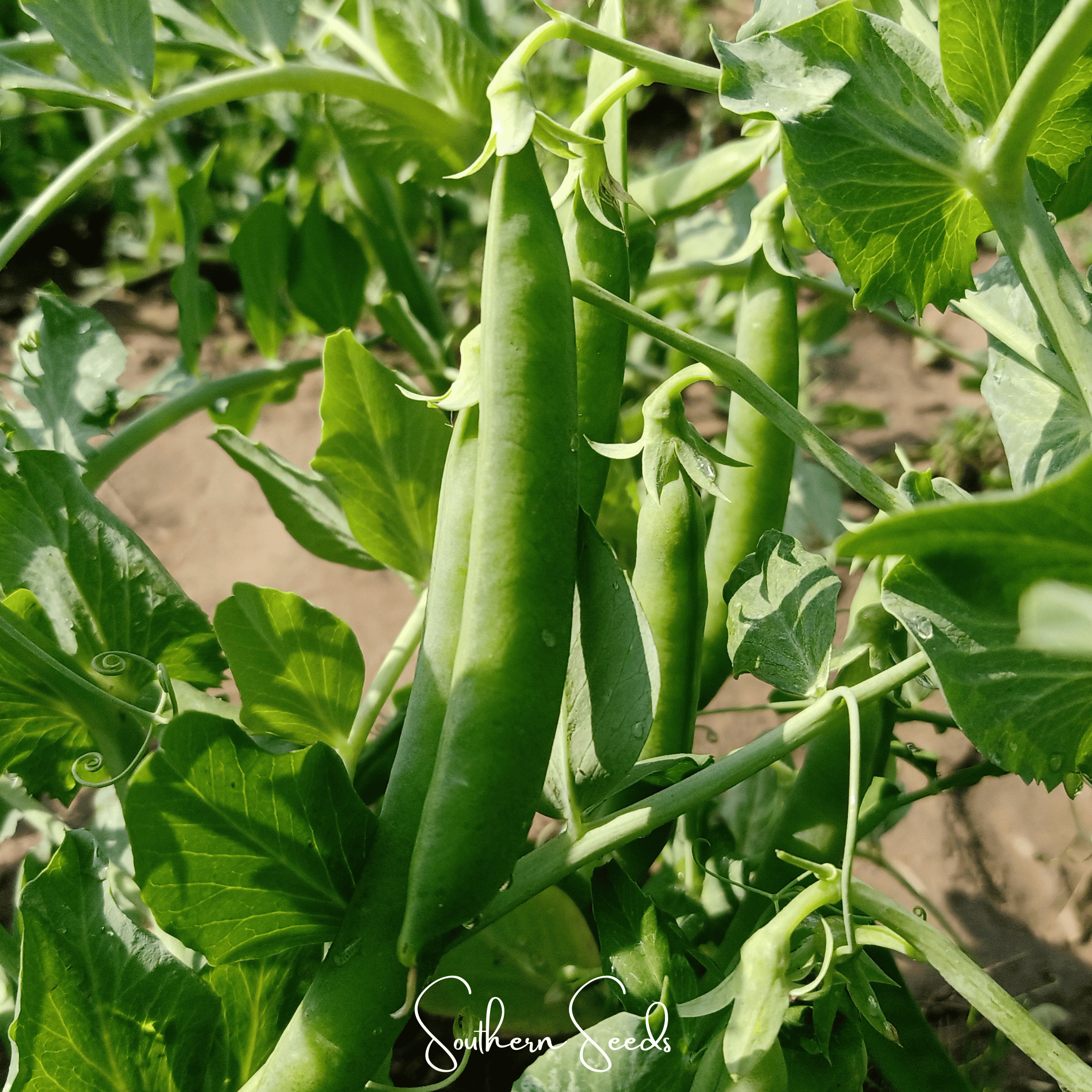 Early Frosty Peas – 25 Seeds | Seeds | Wiccan Center