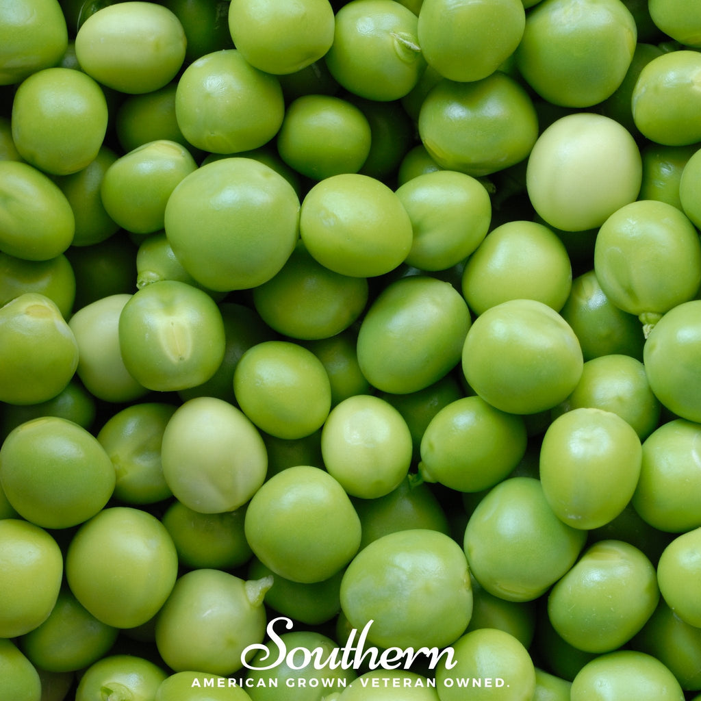 Green Arrow Peas – 25 Seeds | | Wiccan Center