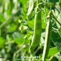 Green Arrow Peas – 25 Seeds | | Wiccan Center