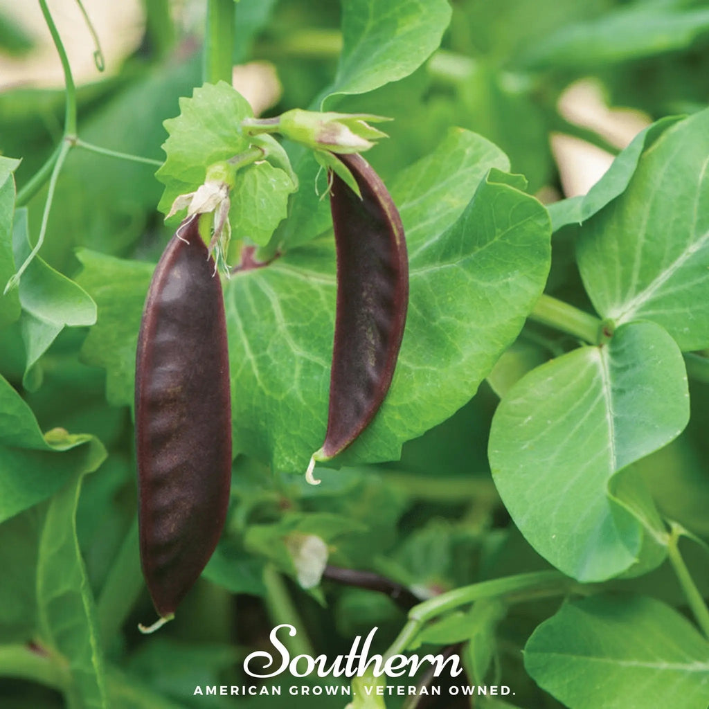 Royal Snap II Peas – 20 Seeds | | Wiccan Center