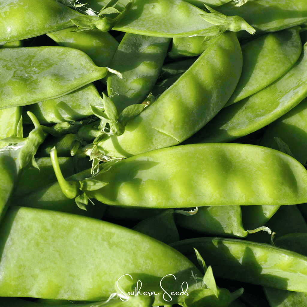 Oregon Sugar II Snow Peas – 25 Seeds | Seeds | Wiccan Center
