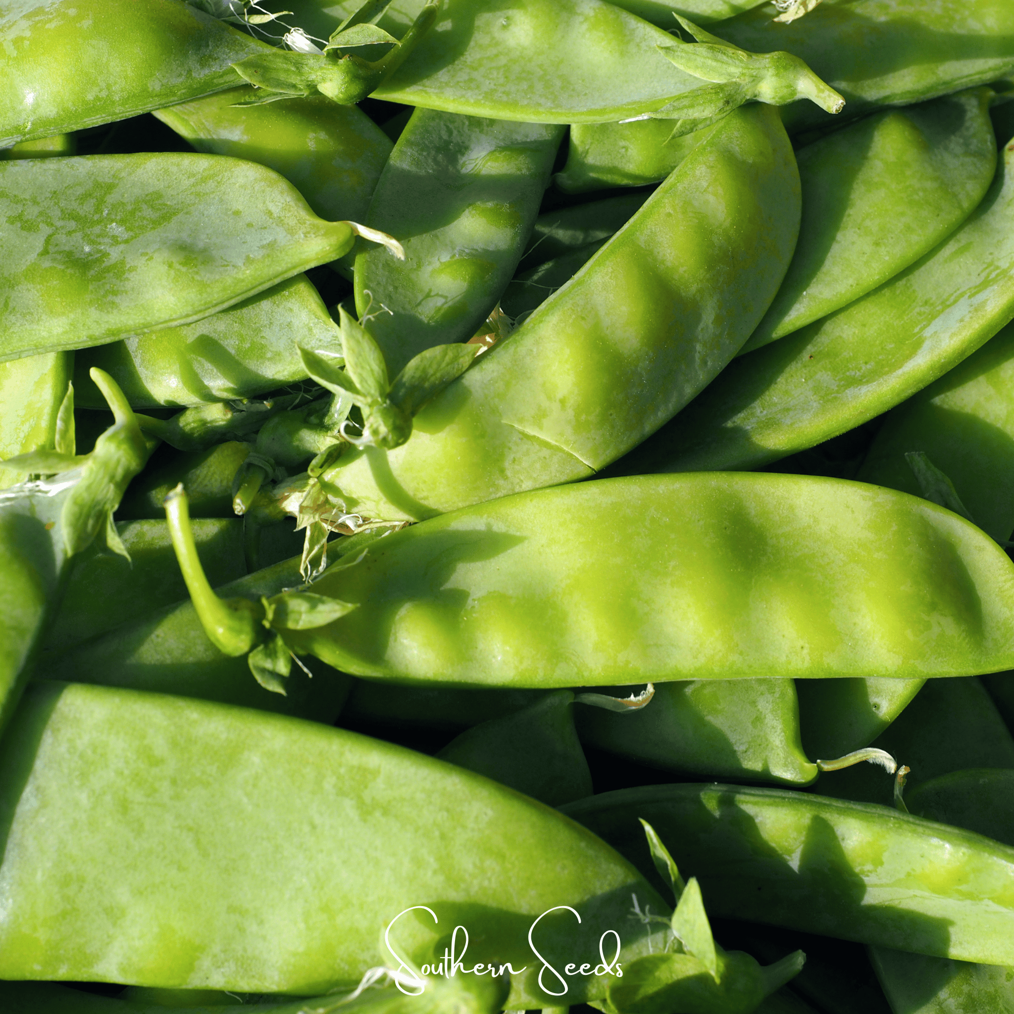 Oregon Sugar II Snow Peas – 25 Seeds | Seeds | Wiccan Center