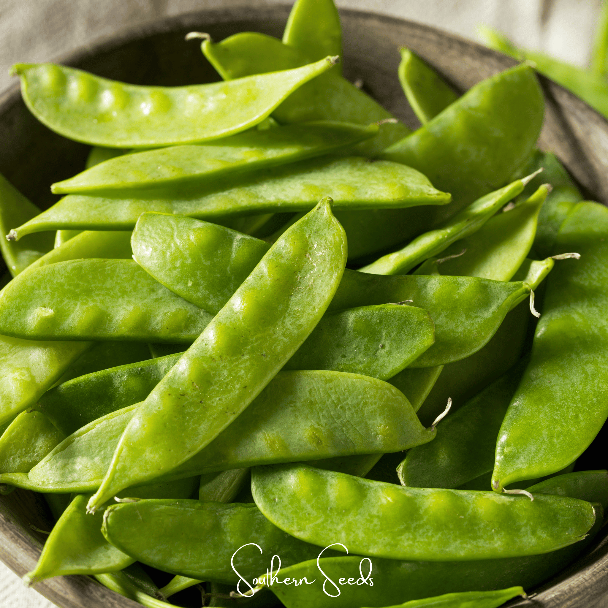 Oregon Sugar II Snow Peas – 25 Seeds | Seeds | Wiccan Center