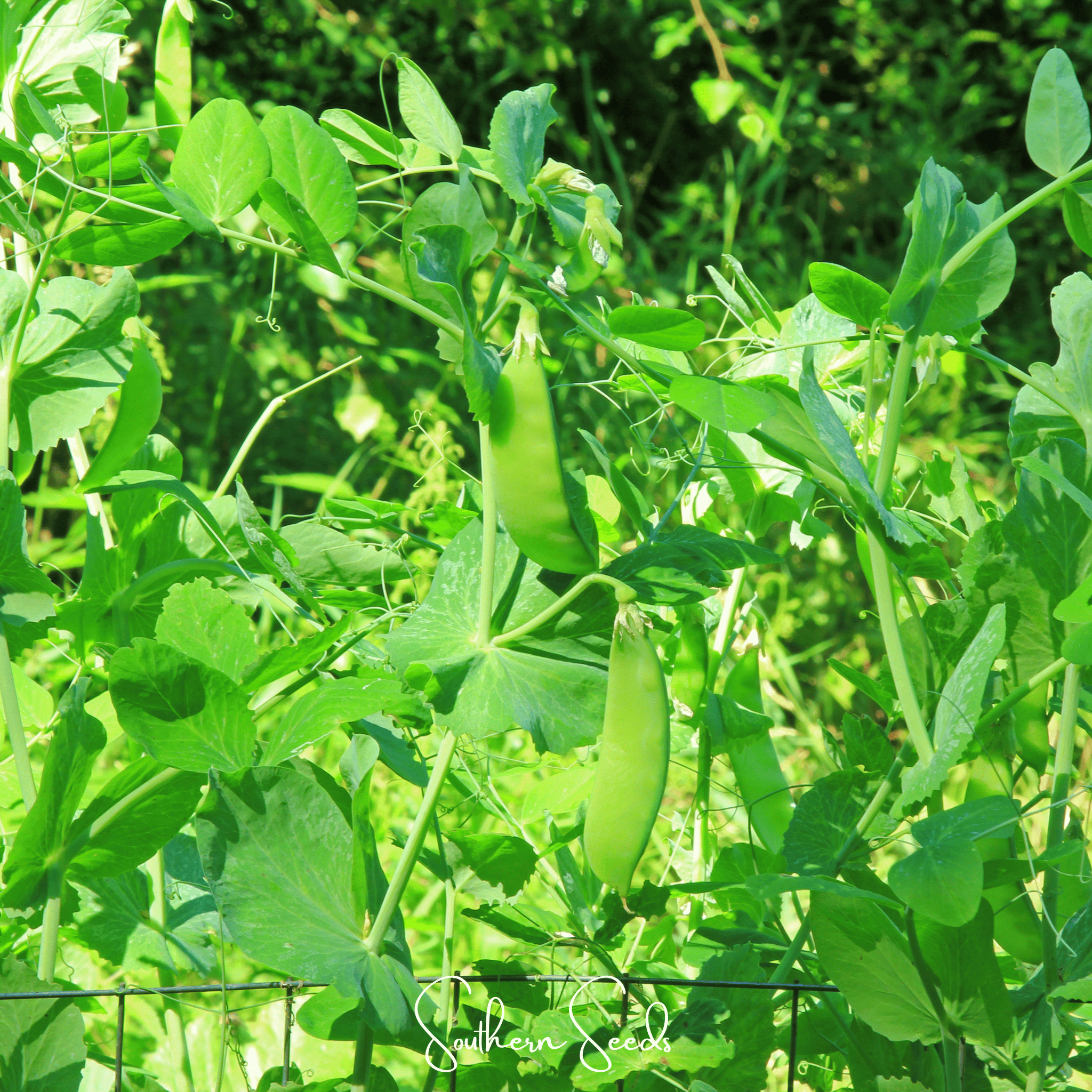 Oregon Sugar II Snow Peas – 25 Seeds | Seeds | Wiccan Center