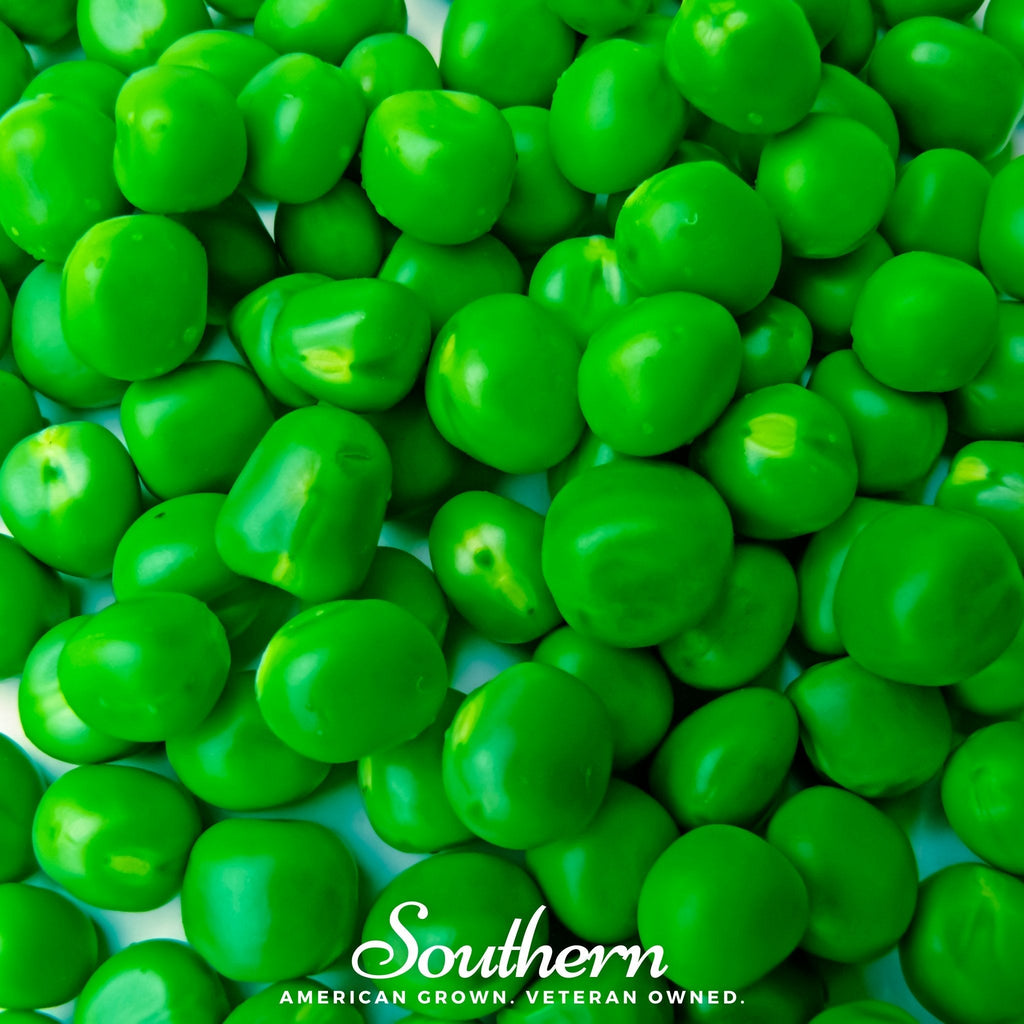 Sugar Daddy Peas – 20 Seeds | | Wiccan Center