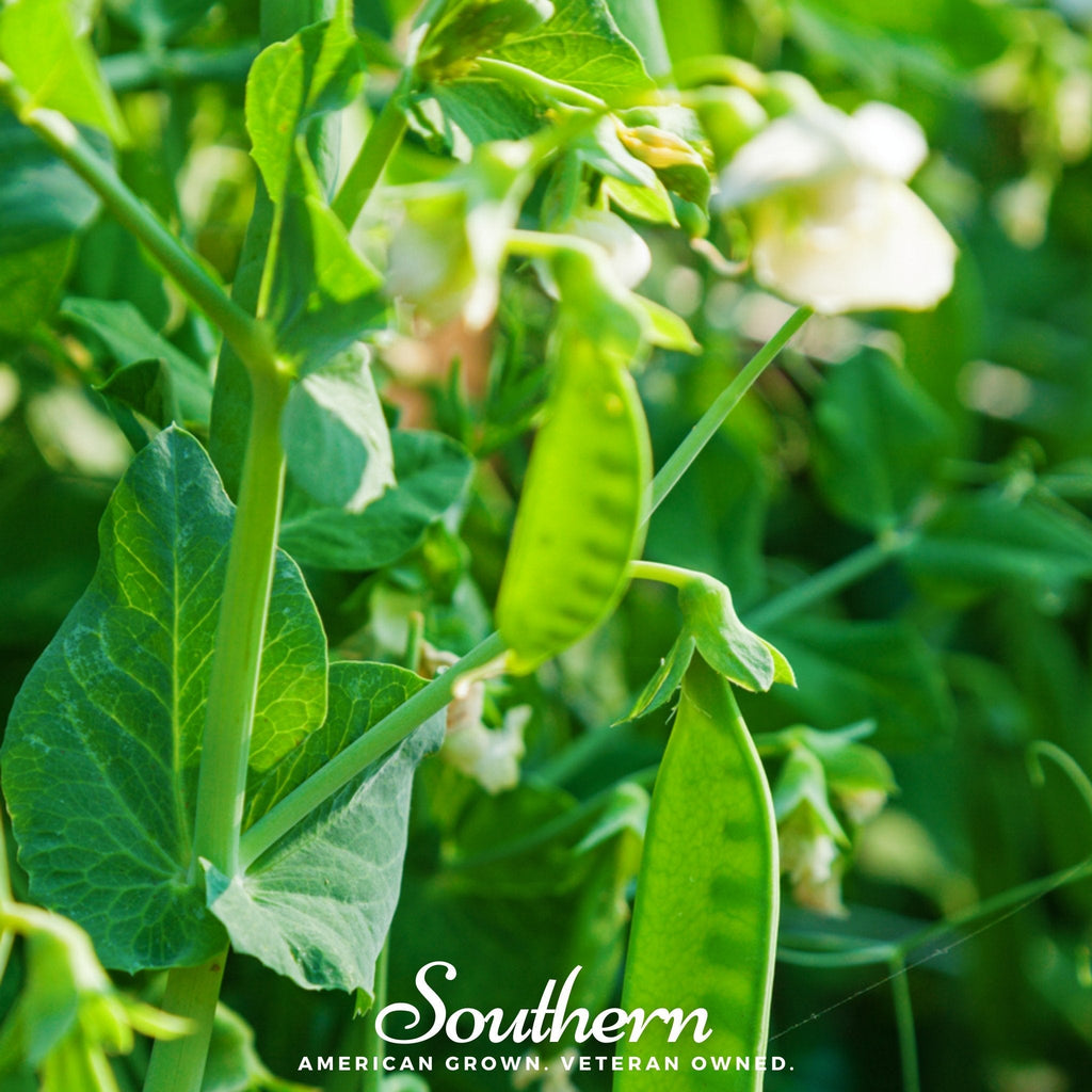 Sugar Daddy Peas – 20 Seeds | | Wiccan Center