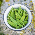 Sugar Daddy Peas – 20 Seeds | | Wiccan Center