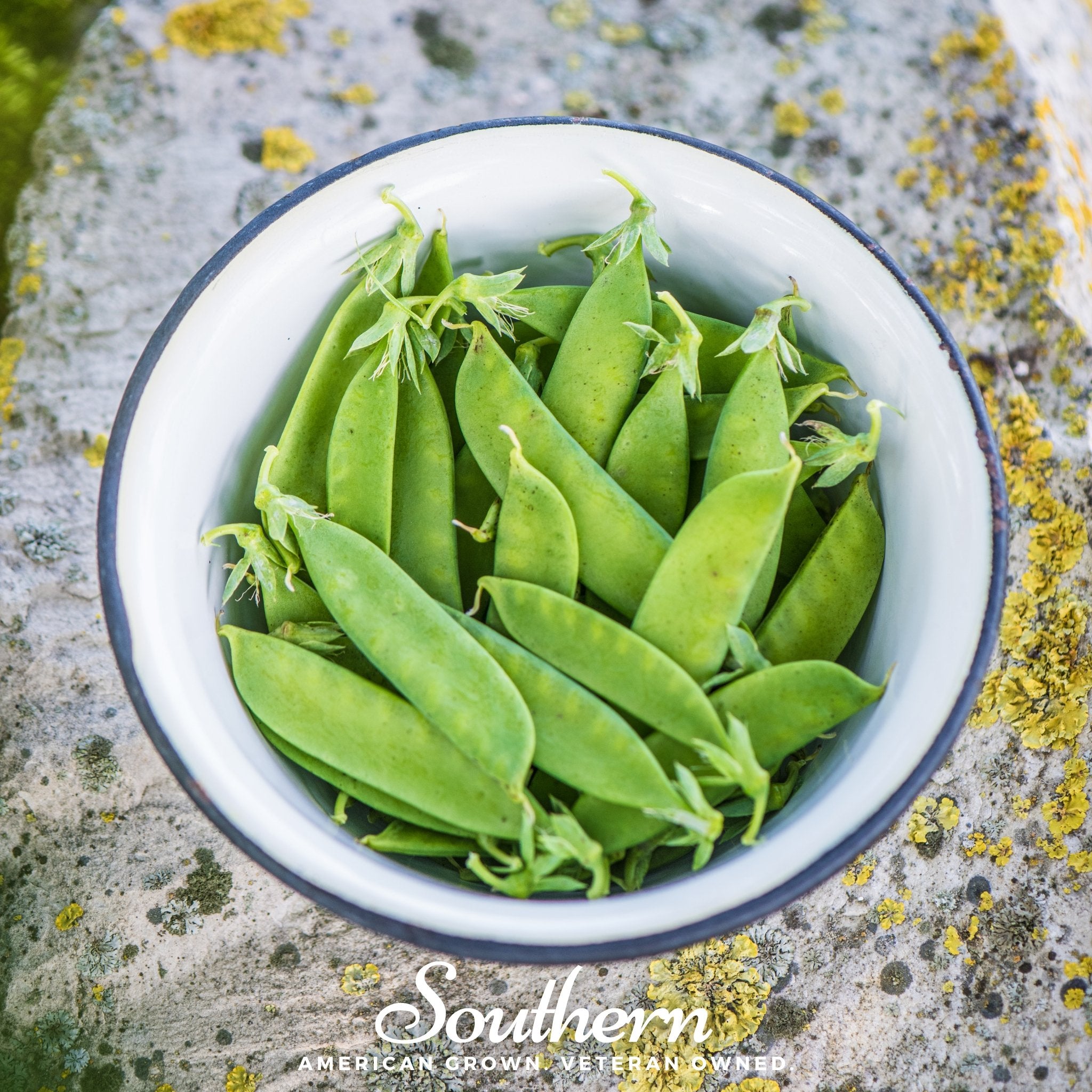 Sugar Daddy Peas – 20 Seeds | | Wiccan Center