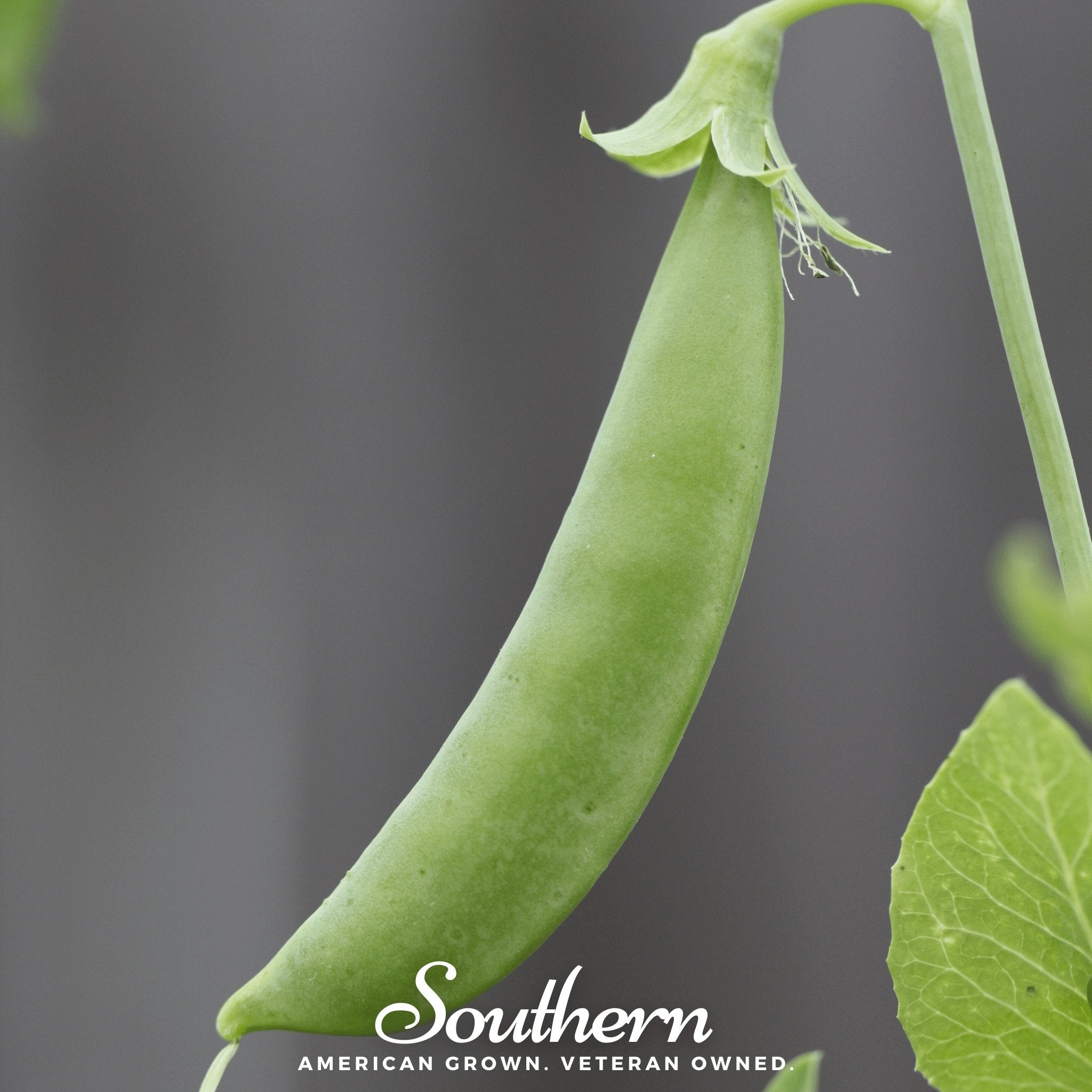 Sugar Snap Peas – 20 Seeds | Seeds | Wiccan Center