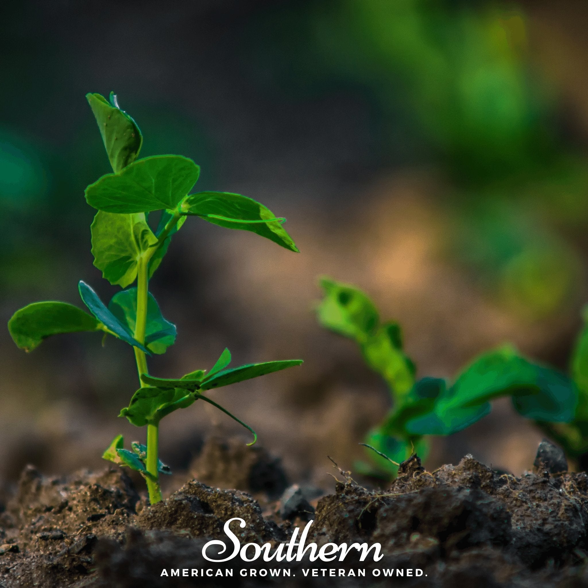 Sugar Snap Peas – 20 Seeds | Seeds | Wiccan Center