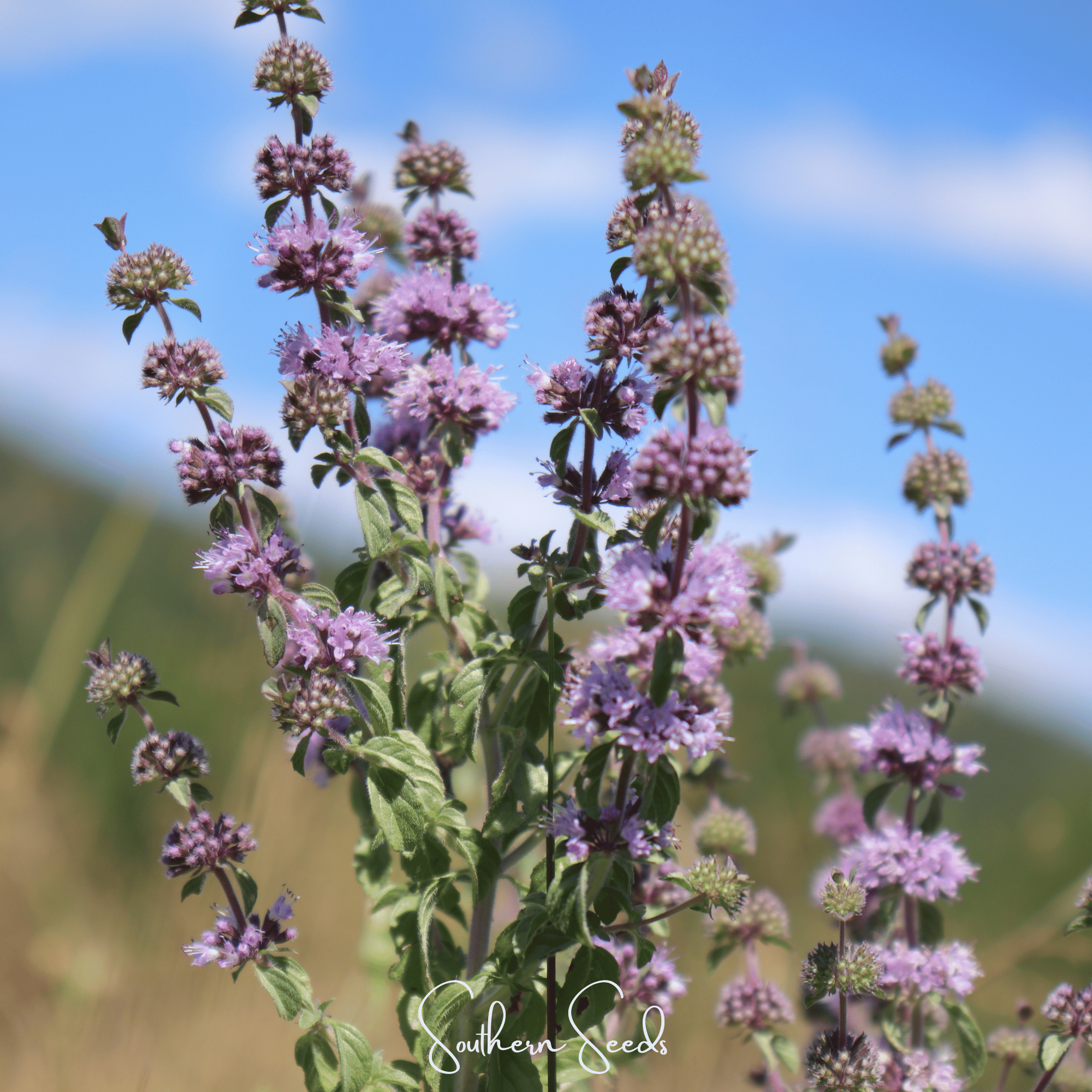 Pennyroyal – 100 Seeds | Seeds | Wiccan Center