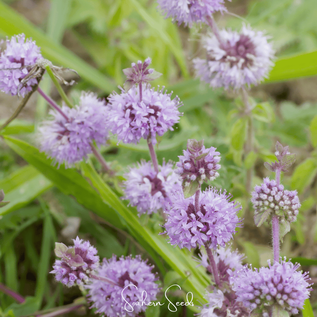 Pennyroyal – 100 Seeds | Seeds | Wiccan Center