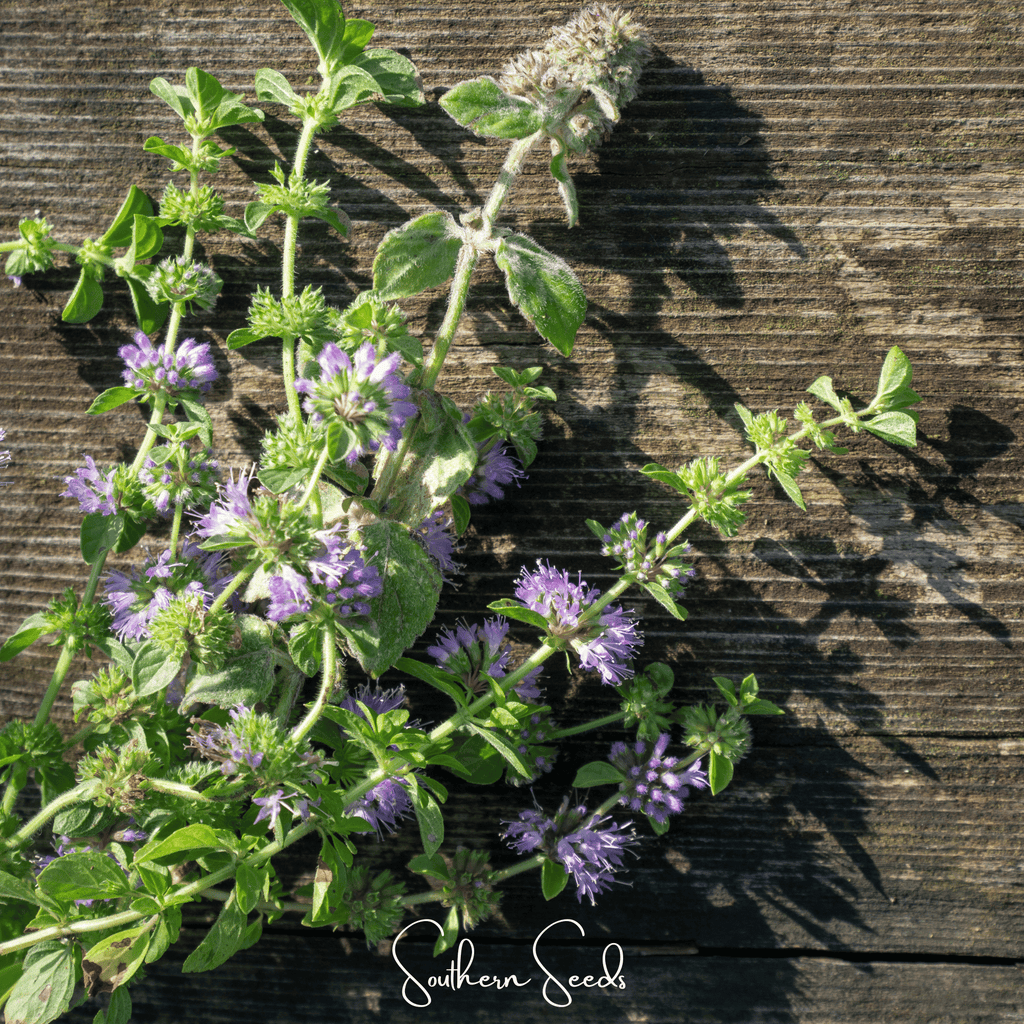 Pennyroyal – 100 Seeds | Seeds | Wiccan Center