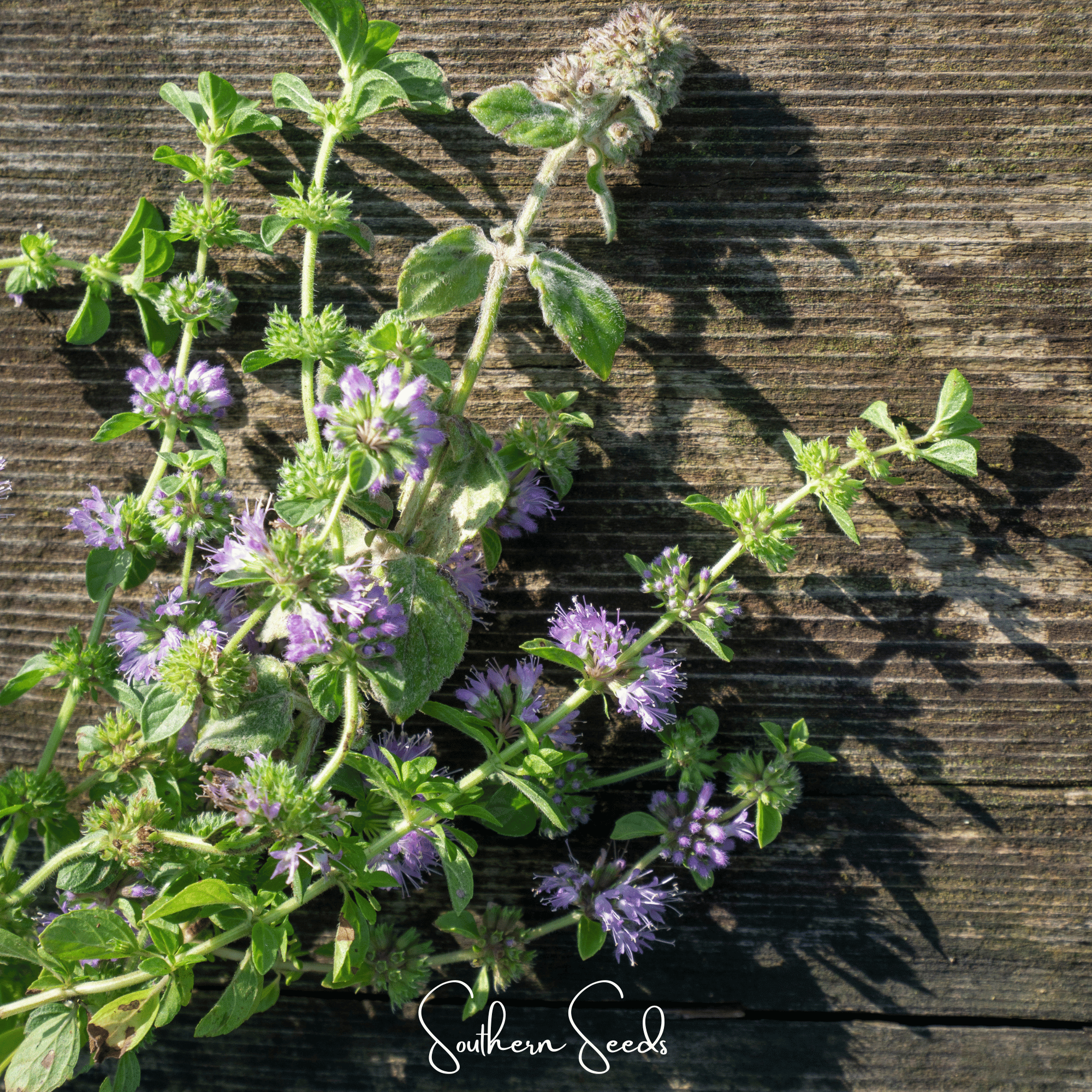 Pennyroyal – 100 Seeds | Seeds | Wiccan Center