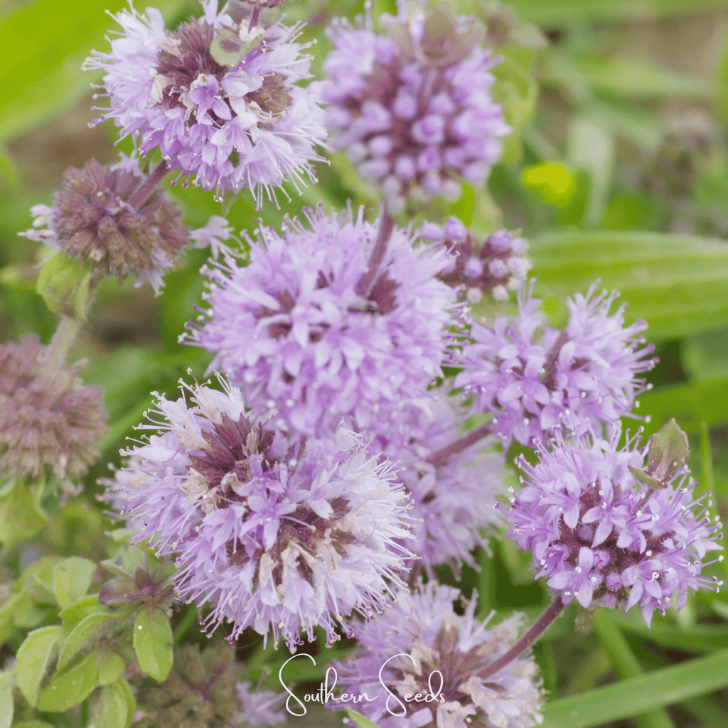 Pennyroyal – 100 Seeds | Seeds | Wiccan Center