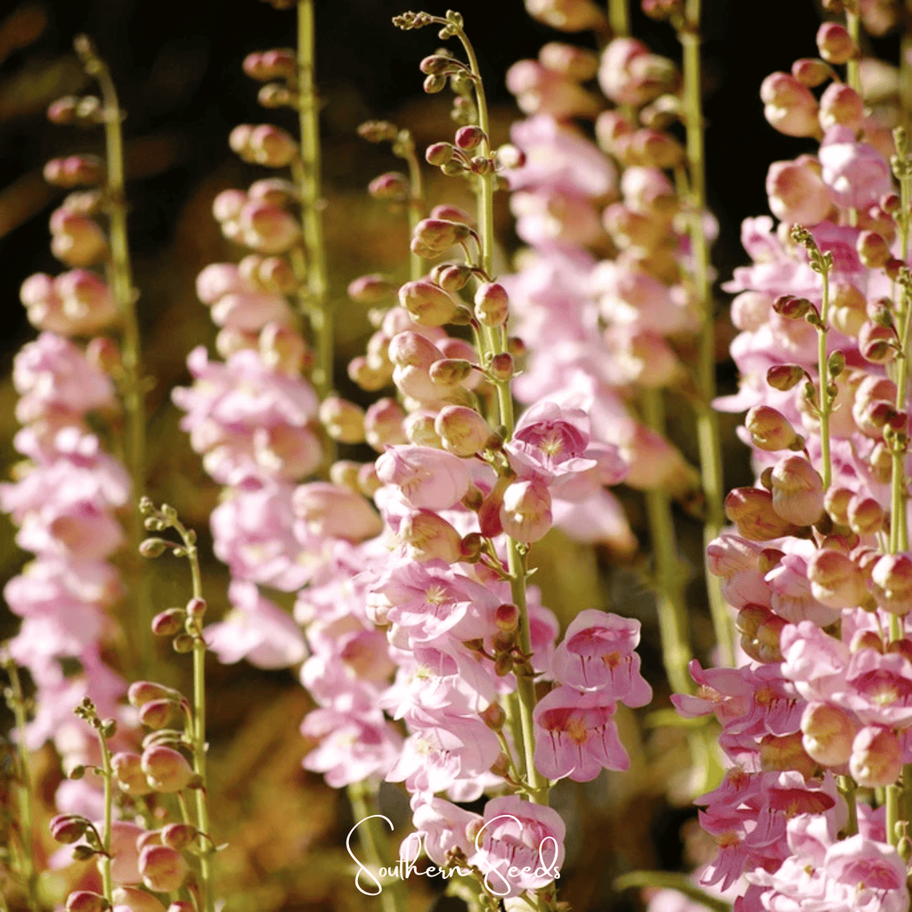 Palmer Penstemon – 100 Seeds | Seeds | Wiccan Center