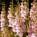 Palmer Penstemon – 100 Seeds | Seeds | Wiccan Center