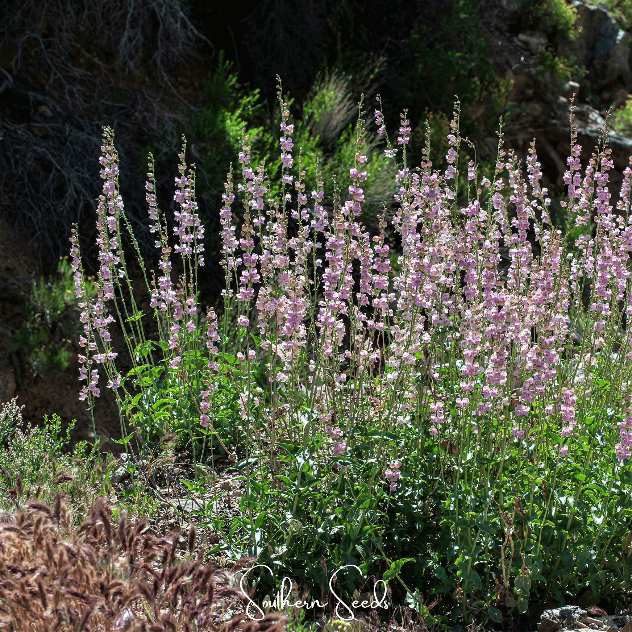 Palmer Penstemon – 100 Seeds | Seeds | Wiccan Center