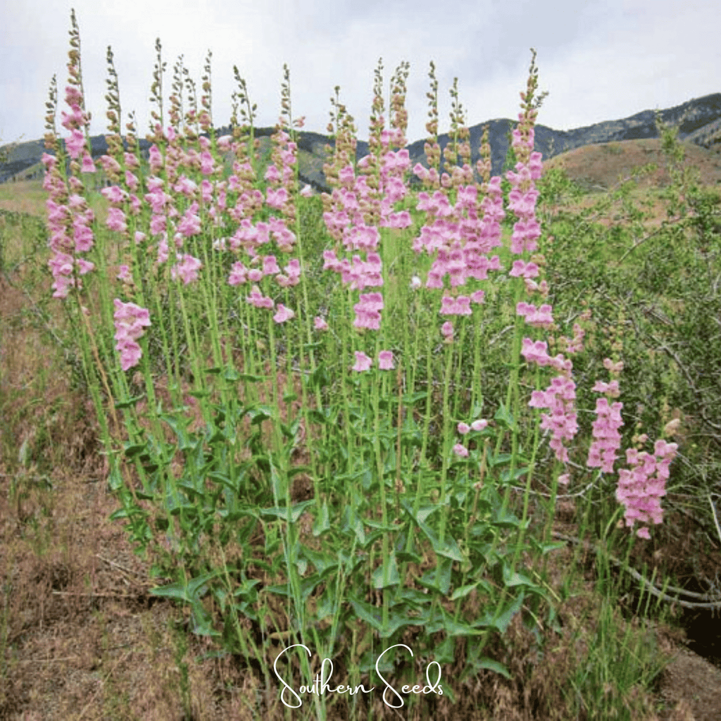 Palmer Penstemon – 100 Seeds | Seeds | Wiccan Center