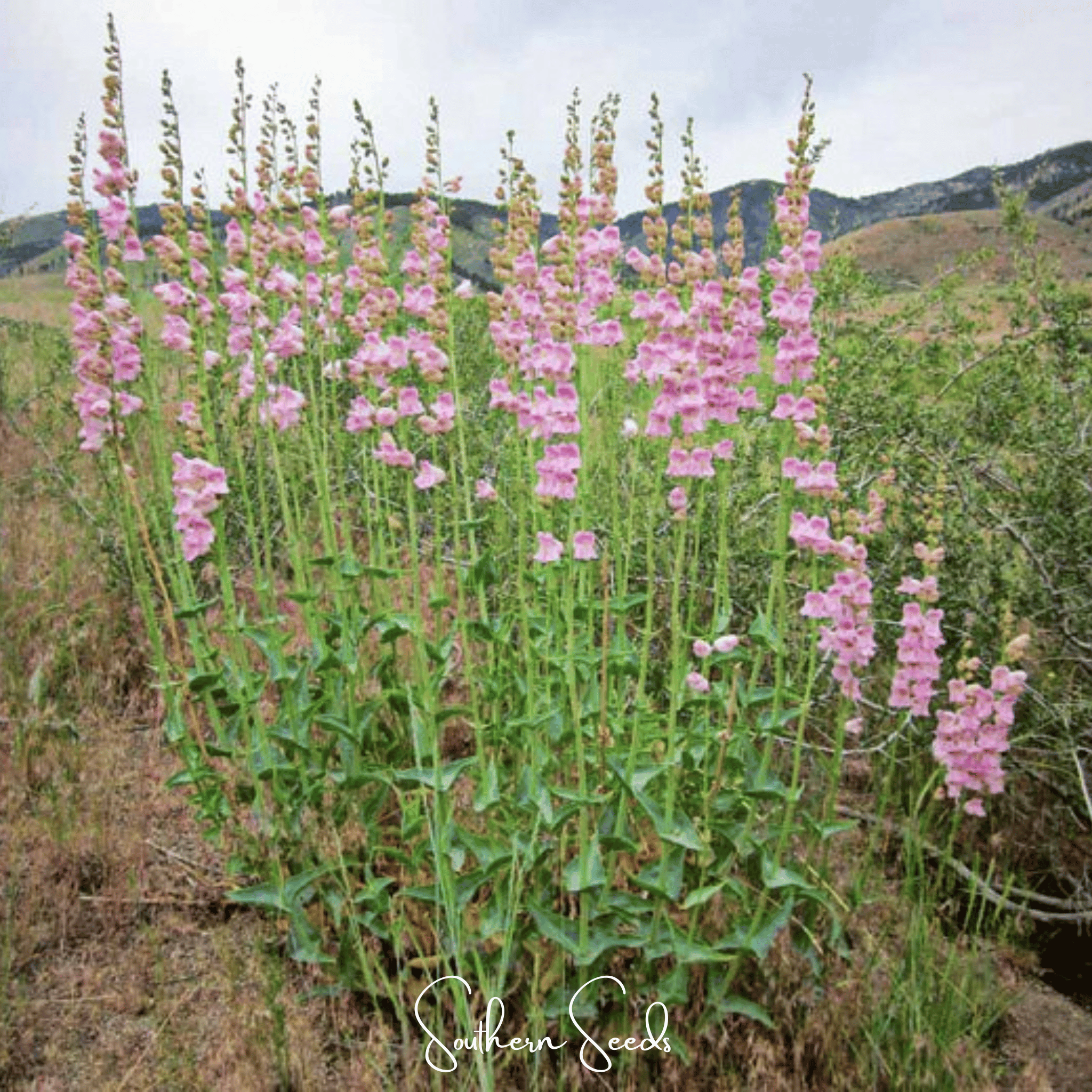 Palmer Penstemon – 100 Seeds | Seeds | Wiccan Center