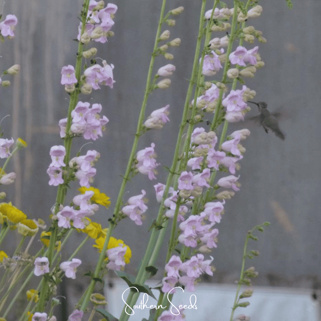 Palmer Penstemon – 100 Seeds | Seeds | Wiccan Center