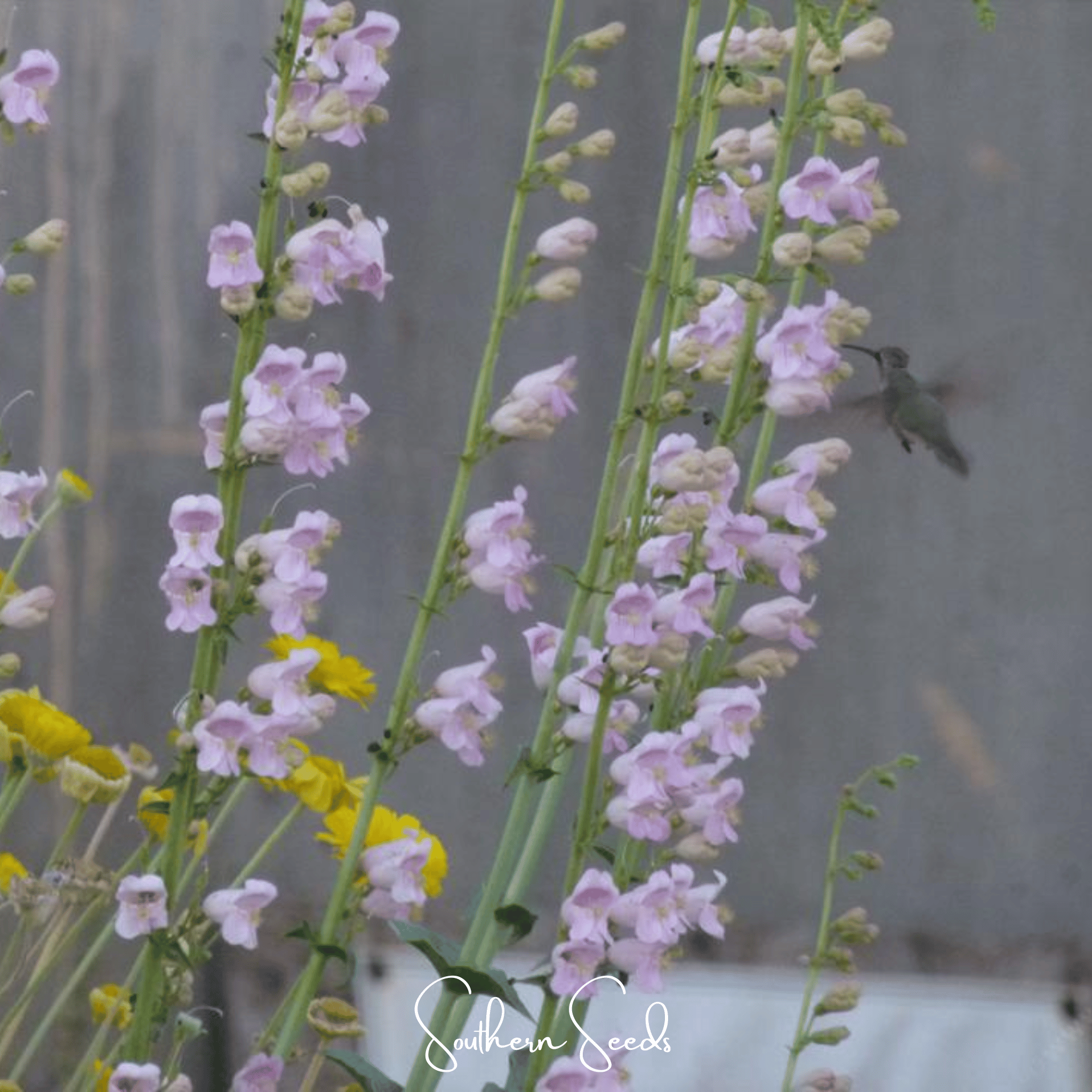 Palmer Penstemon – 100 Seeds | Seeds | Wiccan Center