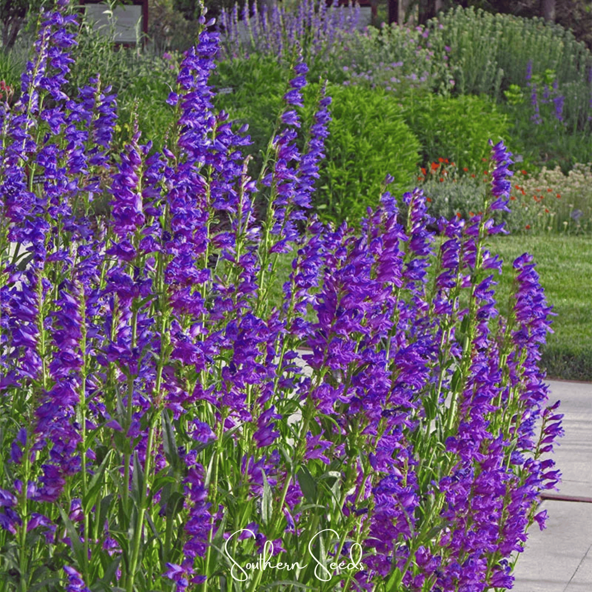 Rocky Mountain Penstemon – 100 Seeds | Seeds | Wiccan Center