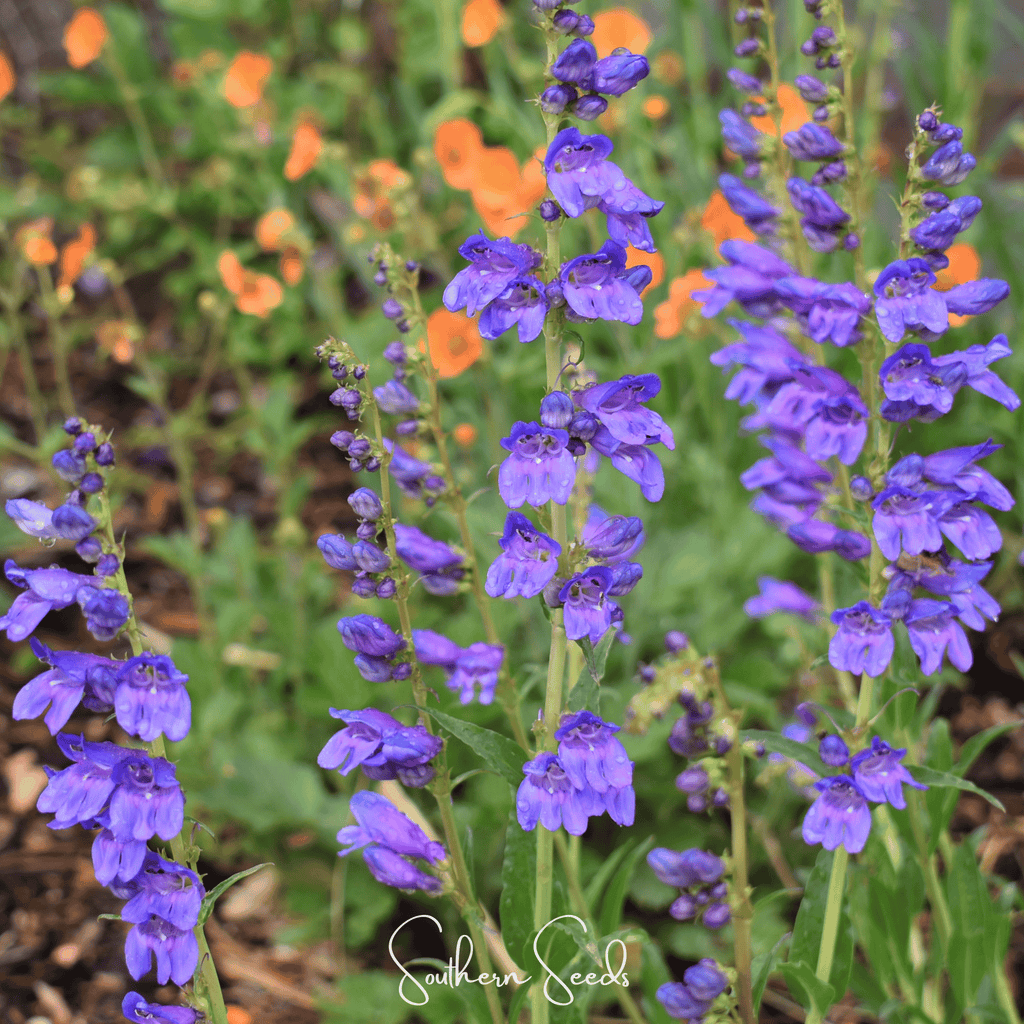 Rocky Mountain Penstemon – 100 Seeds | Seeds | Wiccan Center