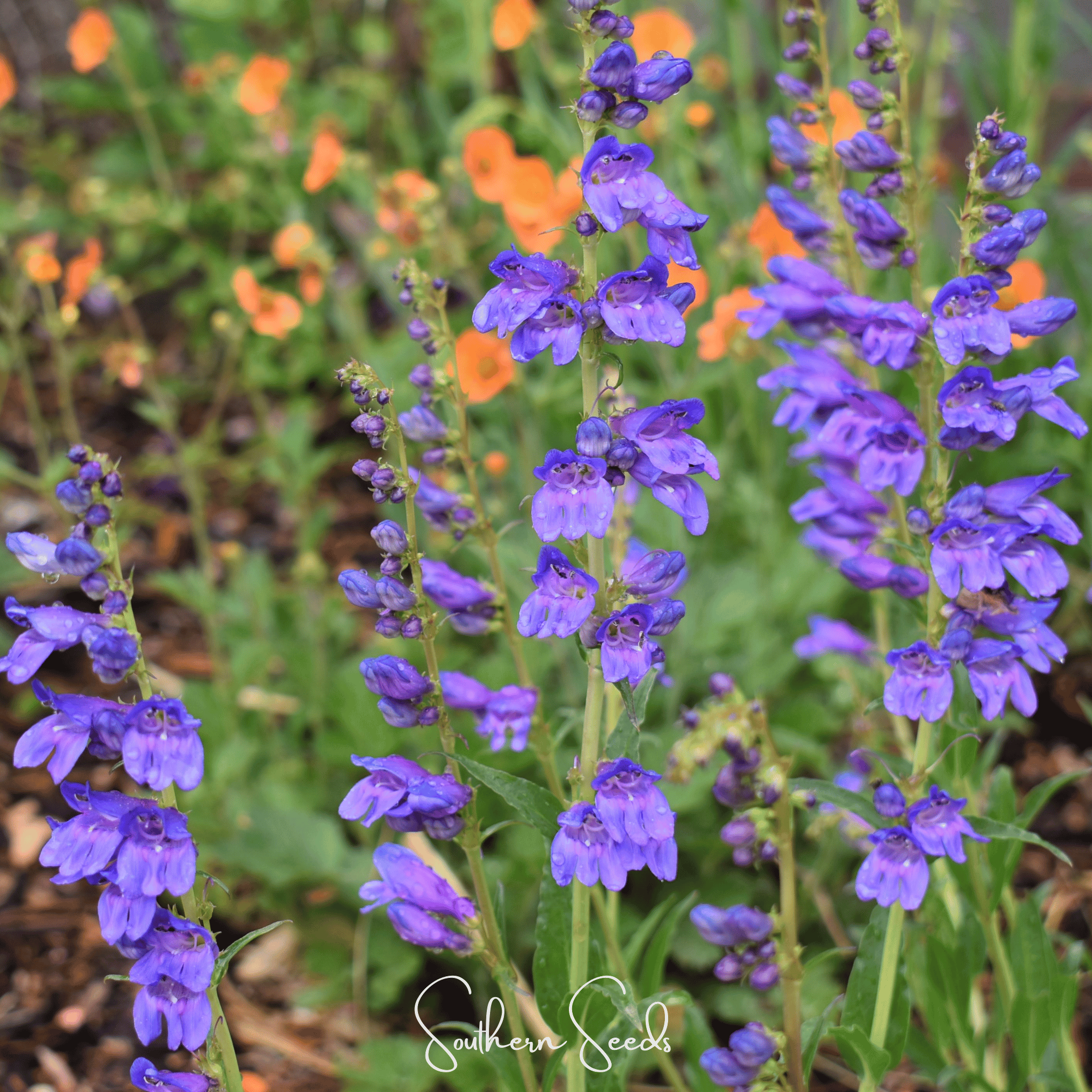 Rocky Mountain Penstemon – 100 Seeds | Seeds | Wiccan Center
