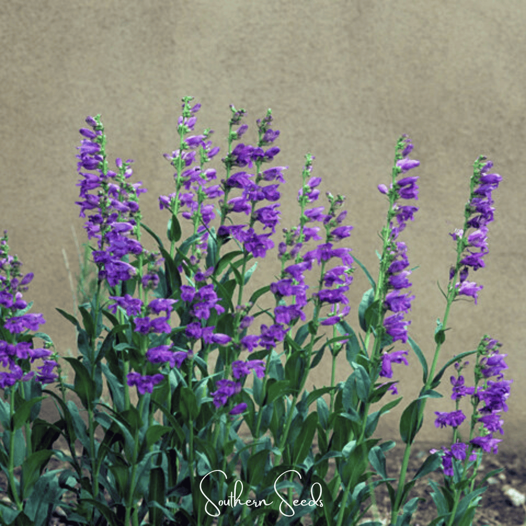 Rocky Mountain Penstemon – 100 Seeds | Seeds | Wiccan Center