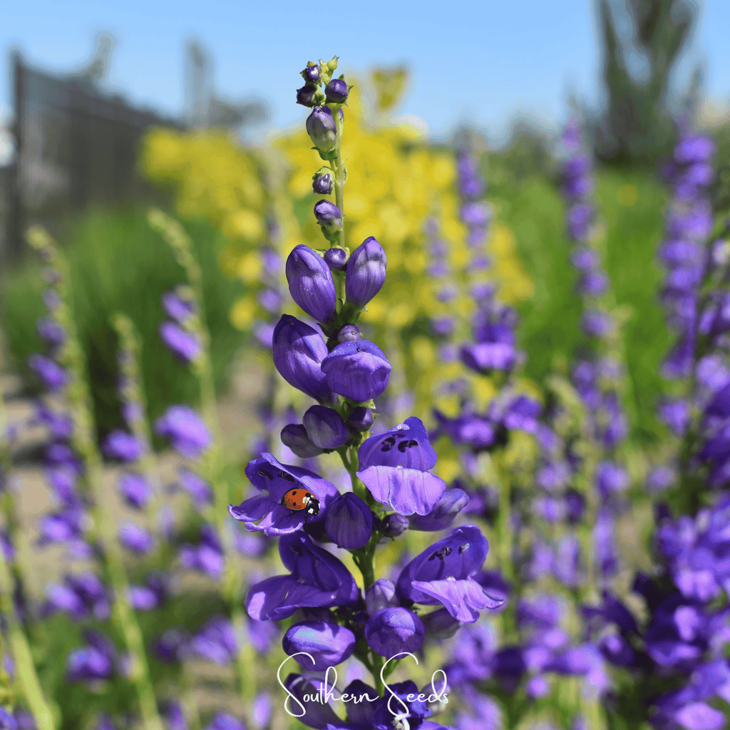 Rocky Mountain Penstemon – 100 Seeds | Seeds | Wiccan Center