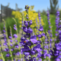 Rocky Mountain Penstemon – 100 Seeds | Seeds | Wiccan Center